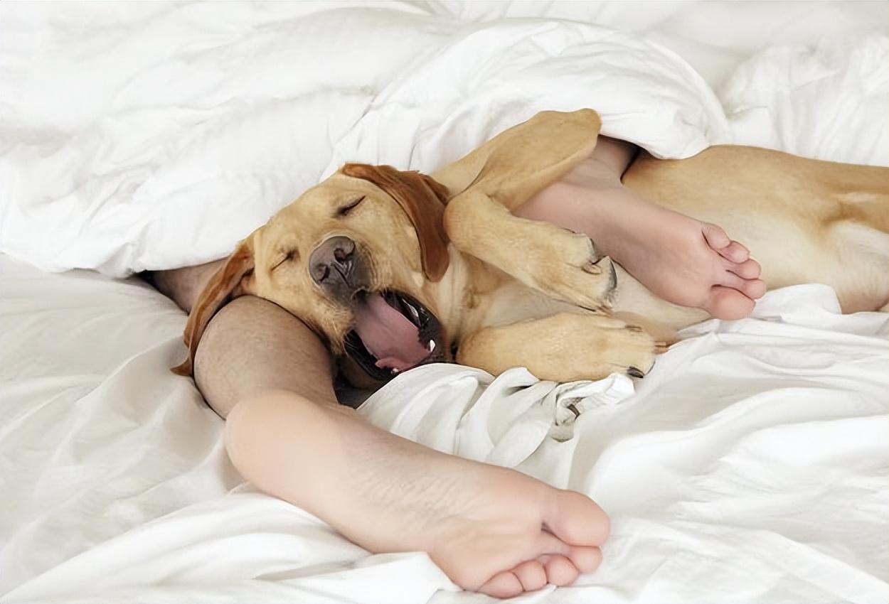 Six Reasons Why Dogs Like to Sleep Next to You – iPetprints