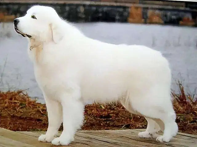 Top 20 Largest and Strongest Dog Breeds Worldwide in 2024 – iPetprints