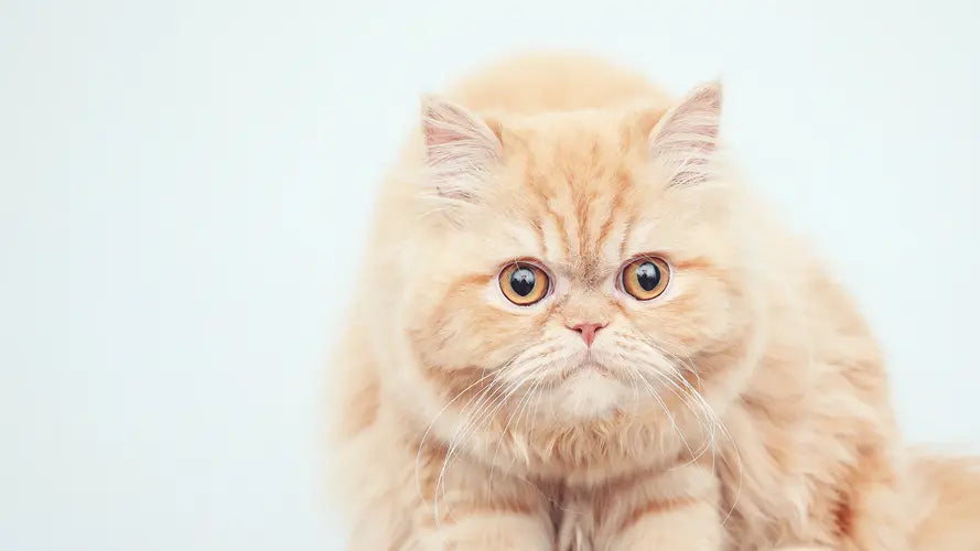 Advantages and Disadvantages of 10 Common Cat Types – iPetprints