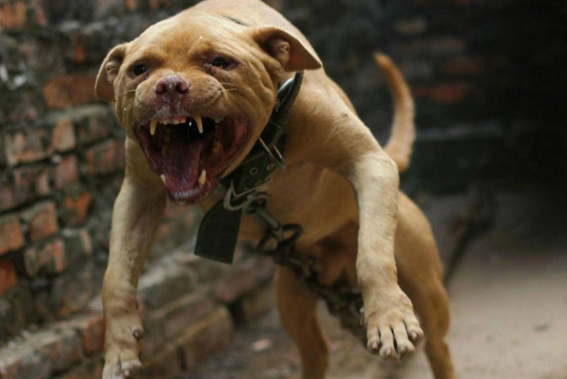 Top 15 of the World's Most Dangerous Dog Breeds – iPetprints