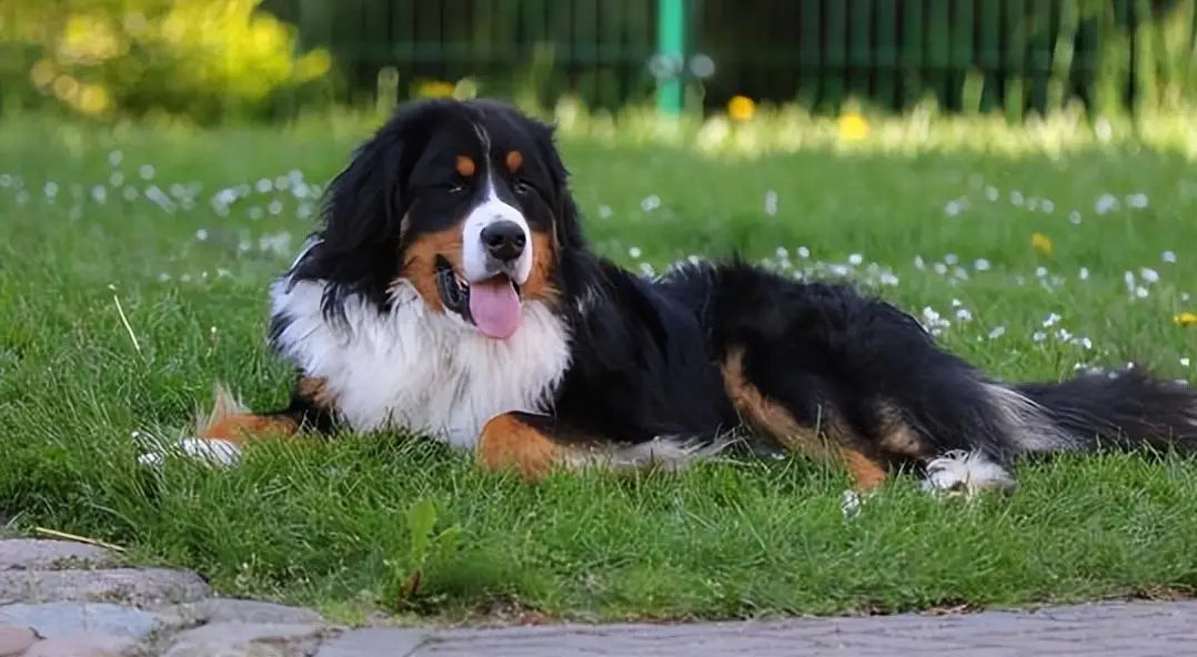 Mountain Dog Top Ten Best Dogs In The World Mountain Dog What Is