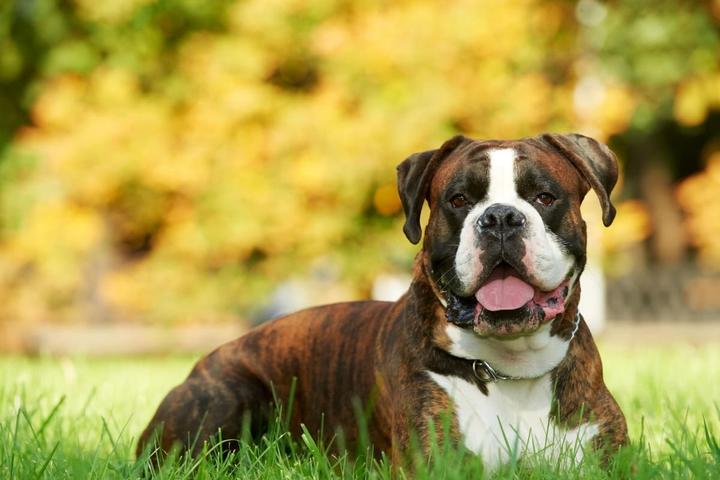 What is the Boxer Dog Breed? A Must-Try Adoption Choice – iPetprints