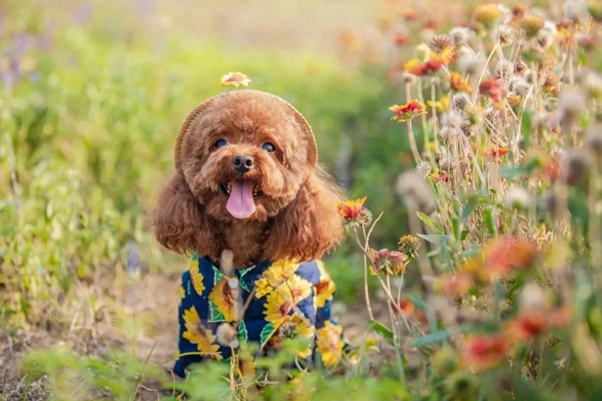 Cute dog in a floral outfit enjoying the outdoors, featuring popular dog breeds known for low odor