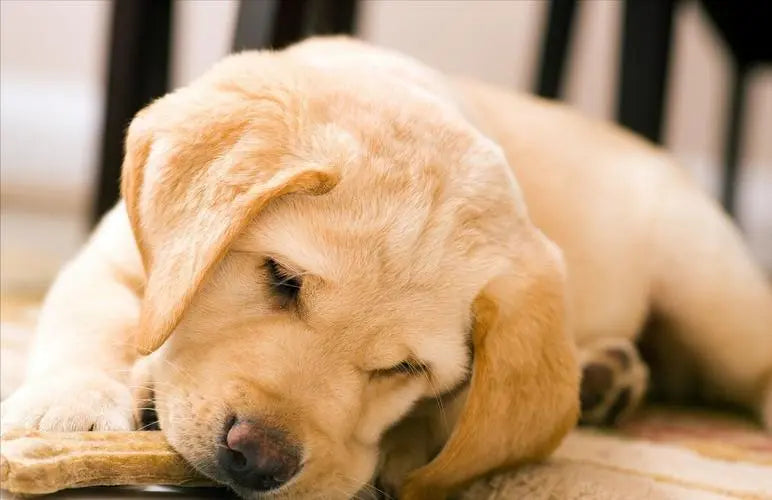 Heartfelt Dog Ashes Necklace next to a sleeping golden retriever puppy on a soft rug