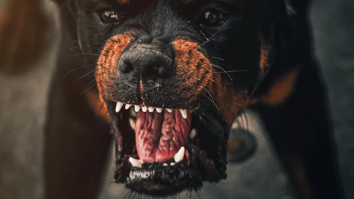 A Rottweiler showing its teeth, representing intimidating dog breeds in a fierce pose