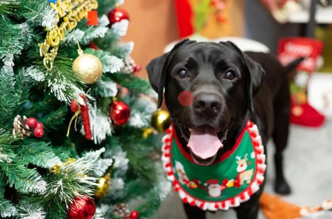 Black dog in festive attire near a decorated Christmas tree for personalized gifts for dog lovers