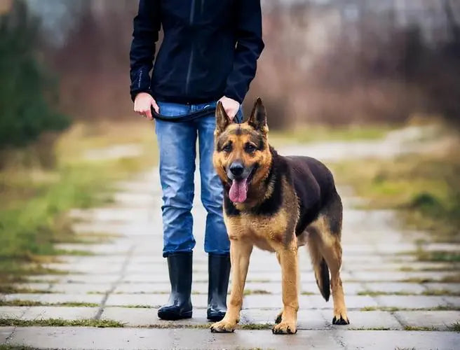 A person walking with a happy German Shepherd, showcasing loyal dog breeds and companionship