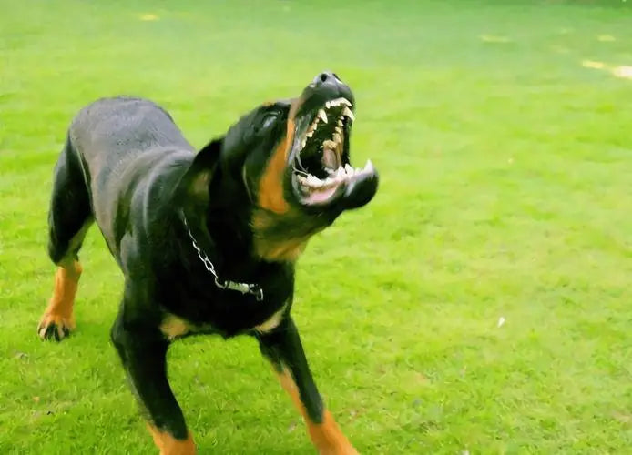 Rottweiler barking aggressively, showcasing its teeth, often associated with vicious dogs
