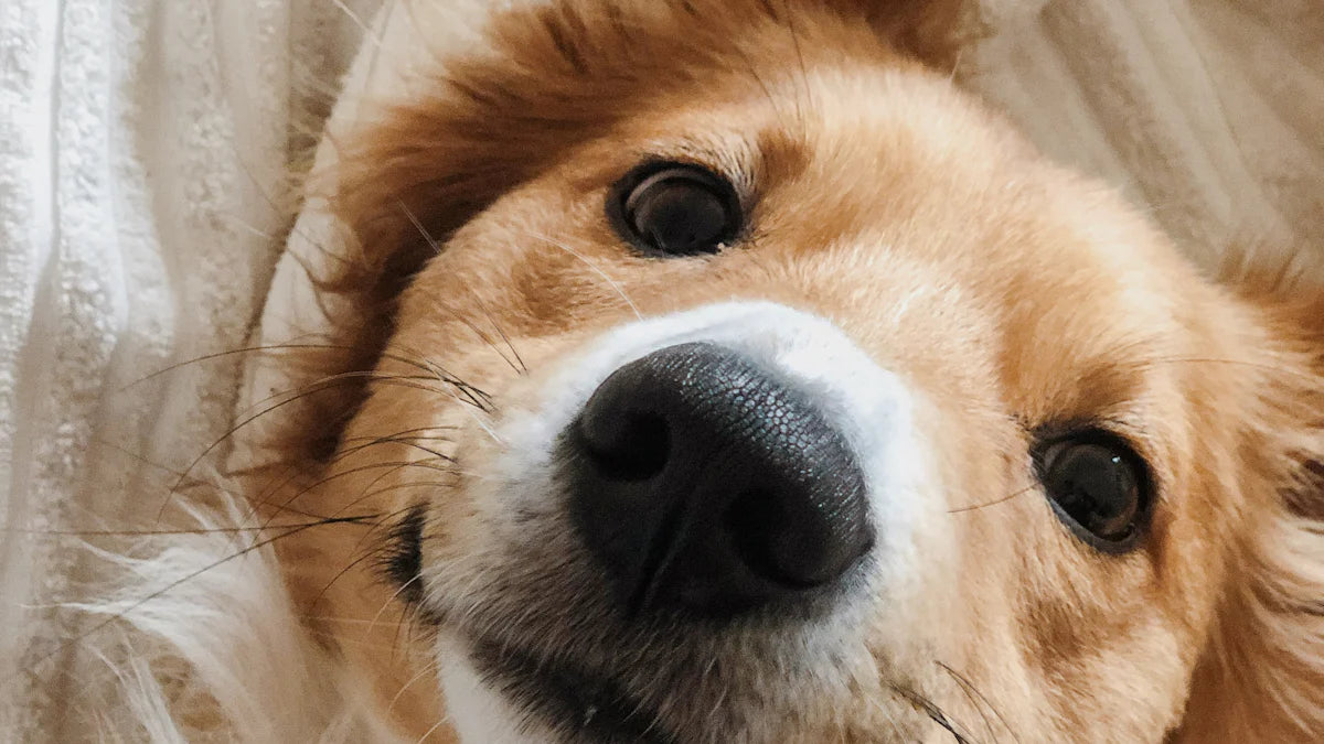 Close-up of a friendly dog showcasing features of beautiful dog breeds