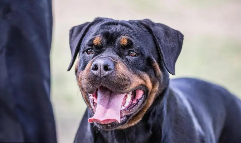 Happy Rottweiler smiling outdoors, symbolizing love in dog memorial gifts
