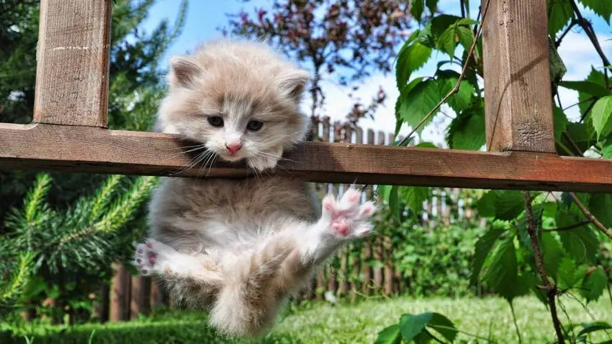 How to Cope with the Loss of a Cat: 5 Healing Steps