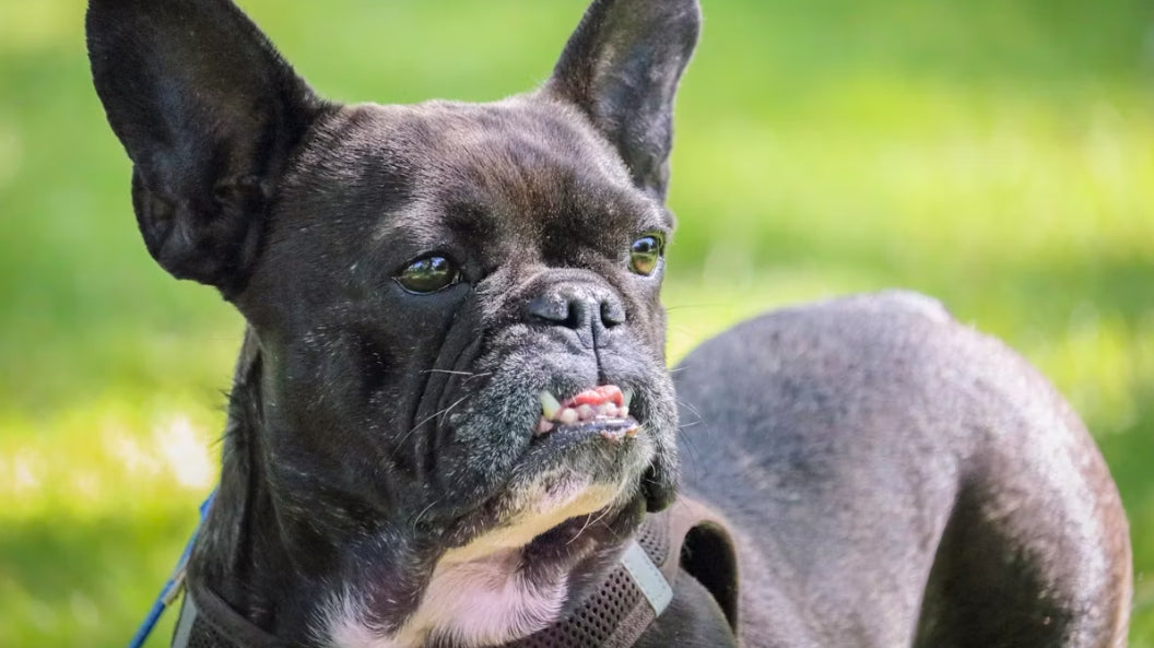 Never Forget Your Pet with a Canine Necklace