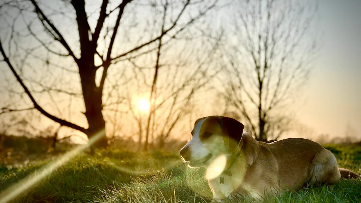Where is the Rainbow Bridge for pets