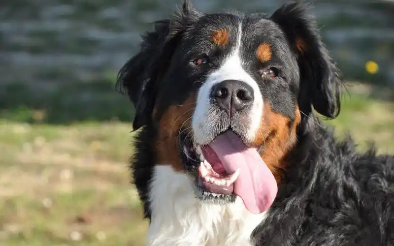Why You Shouldn’t Adopt a Bernese Mountain Dog?