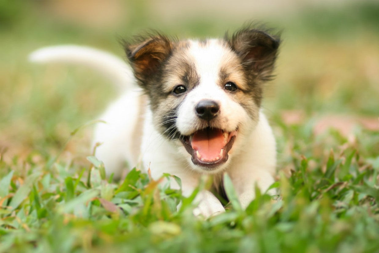 Best Dog Food for Small Breed Puppies: 2025 Vet-Approved Picks