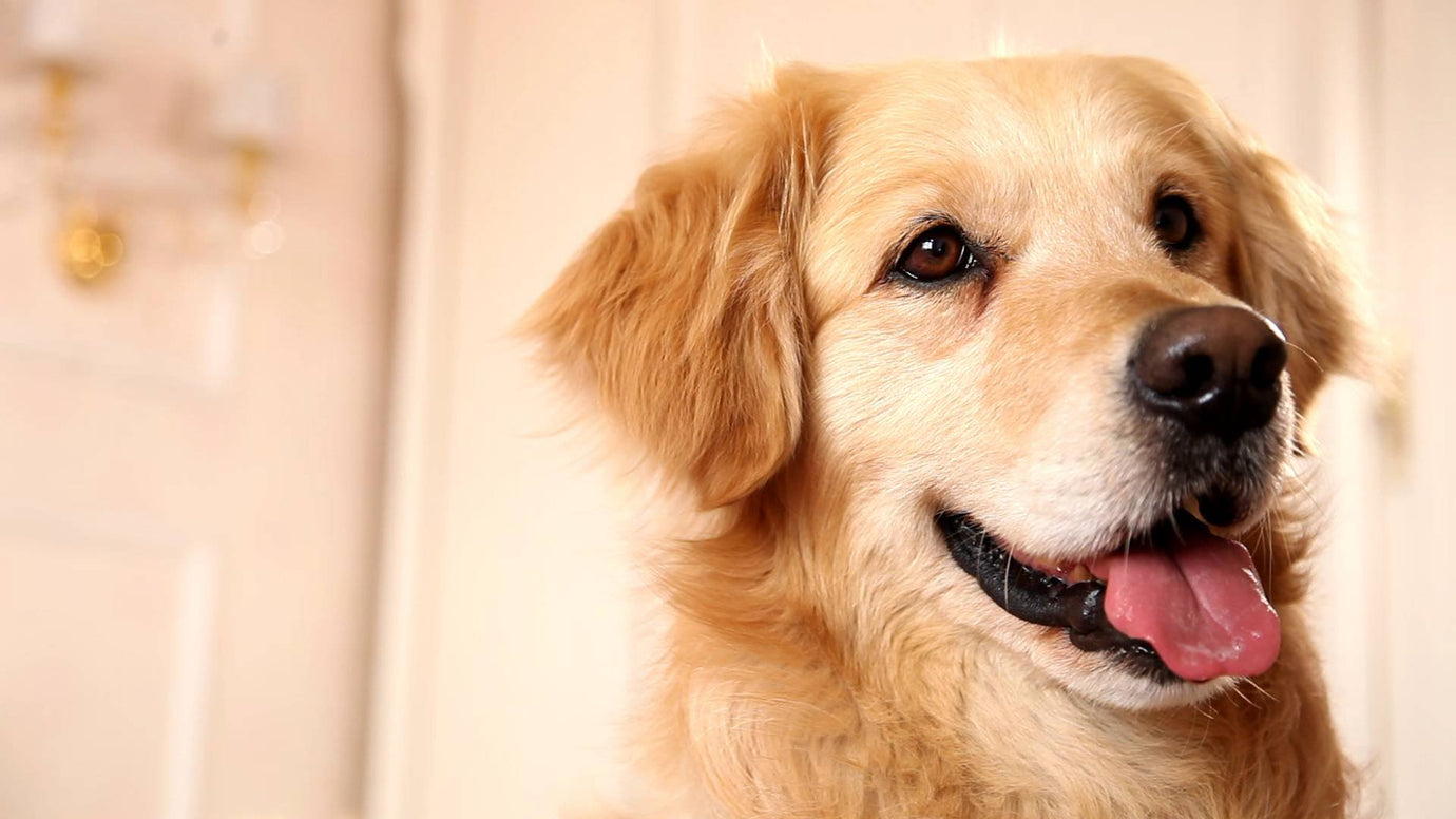 Custom Dog Name Necklace: Pet Souvenirs You Won't Want to Miss