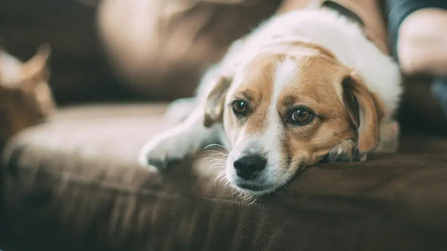 A relaxed dog on a couch, highlighting the bond between a pet and a dog owner.