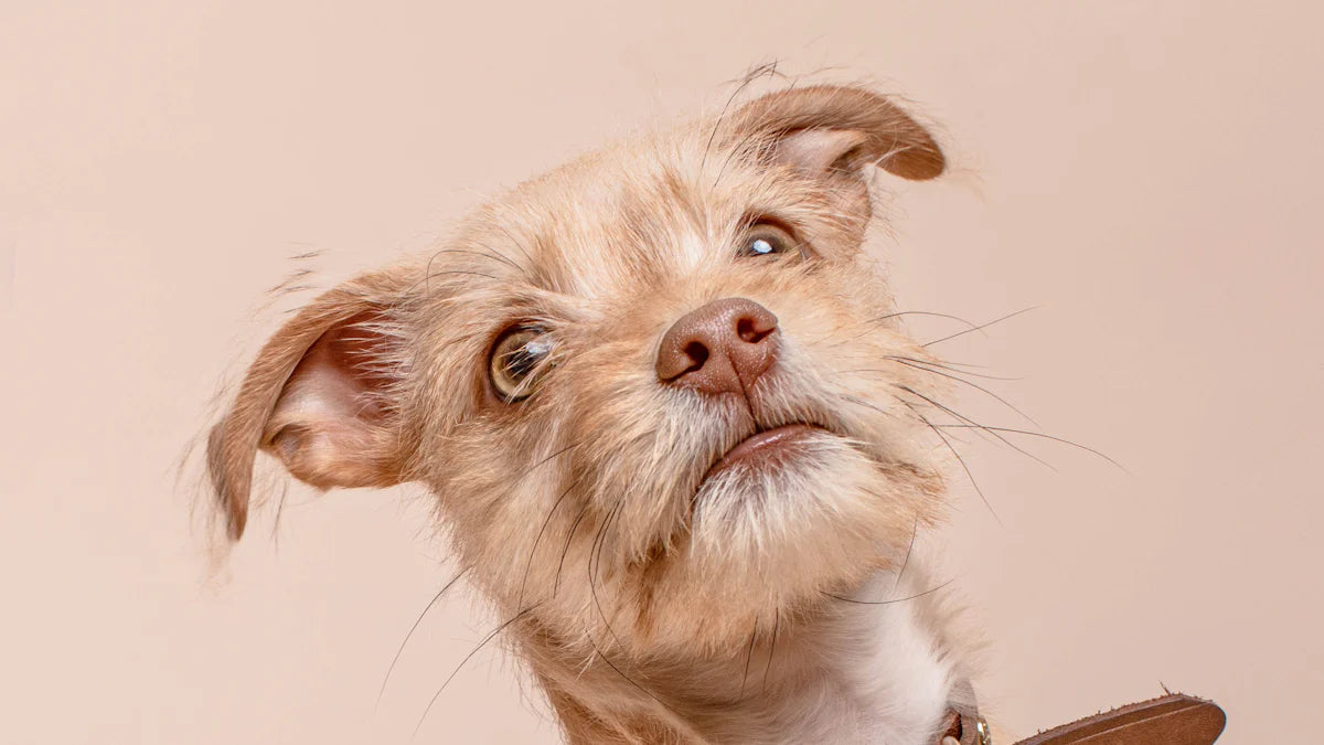 Get Your Dog Bracelet with Name for Dog Lovers Today!