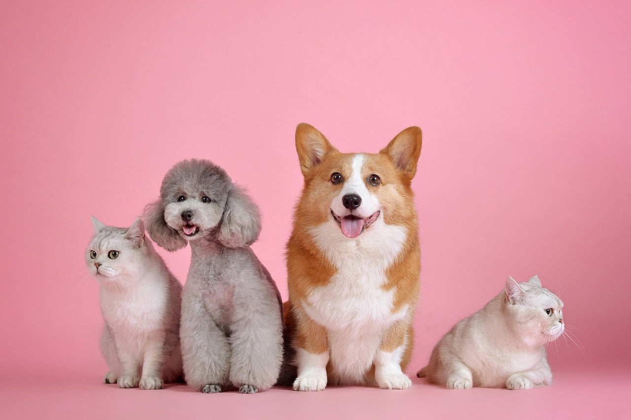 Cute pets celebrating Pet National Day, featuring cats and dogs against a pink background
