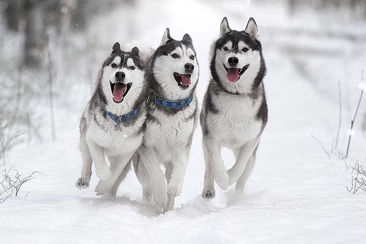 Husky Dog Breed: Myths, Facts & Training Challenges