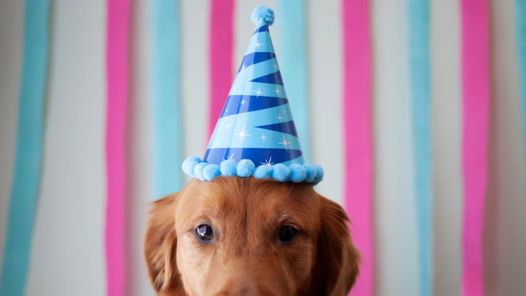 Dog wearing a festive party hat for International Pet Day celebrations with colorful background