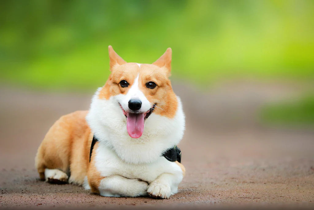 Happy Corgi dog lying on the ground, symbolizing joy in creating a memorial ring