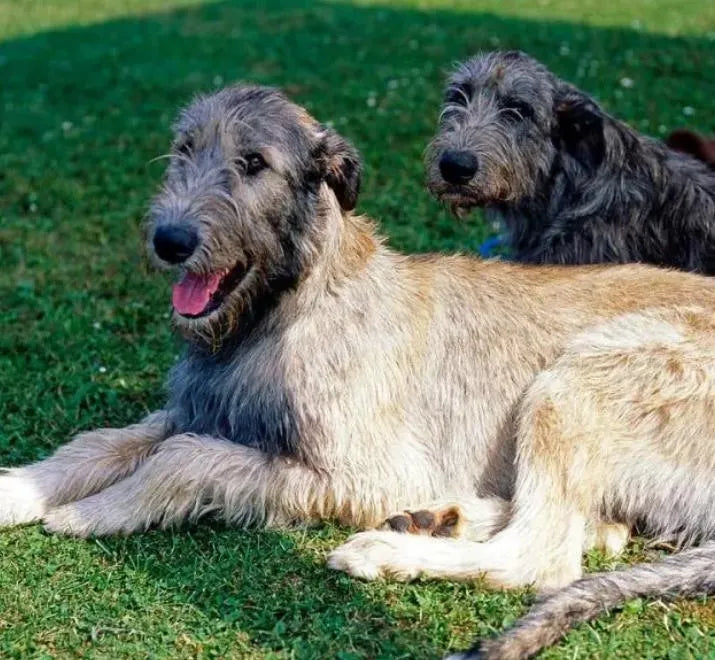 Two Irish Wolfhounds relaxing on grass, showcasing the highest dog breeds characteristics