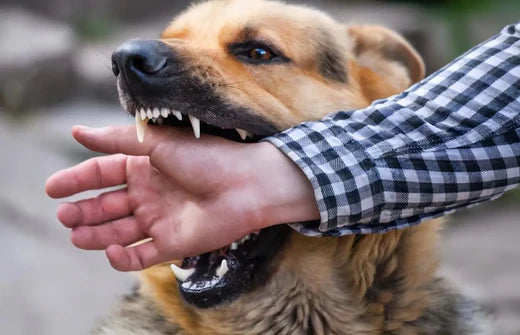A potentially aggressive dog showing teeth while a hand approaches, highlighting scary dogs and safety concerns