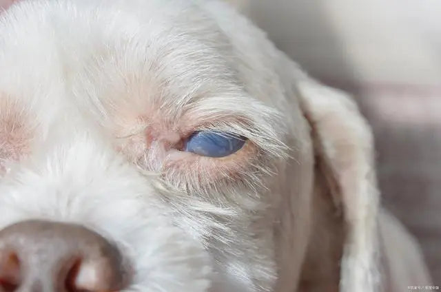 Greenish Blue Eyes: Why Did My Dog's Eyes Change Color?