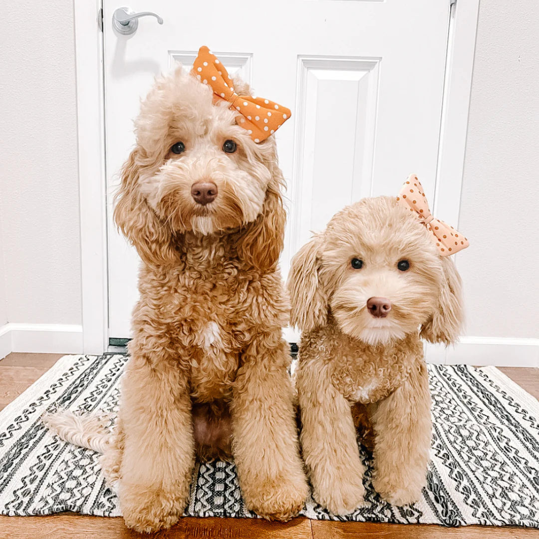 Adorable pet plush clone featured with two fluffy dogs in matching bows posing together in a cozy setting